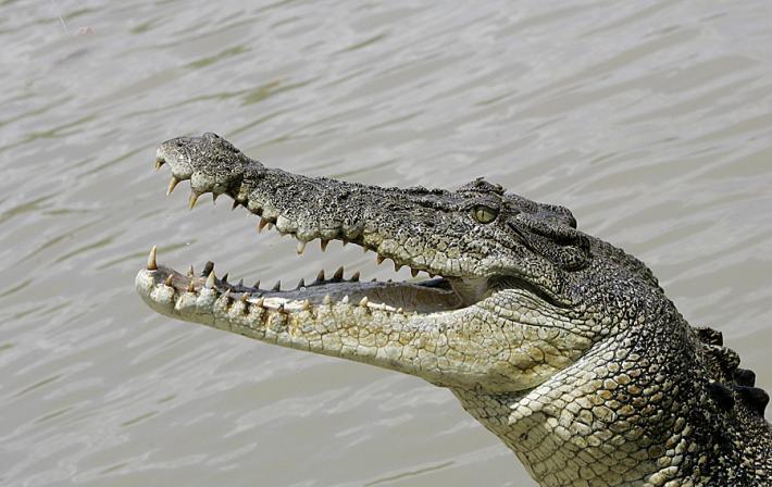 Salva l'amico da un coccodrillo, feriti ma vivi