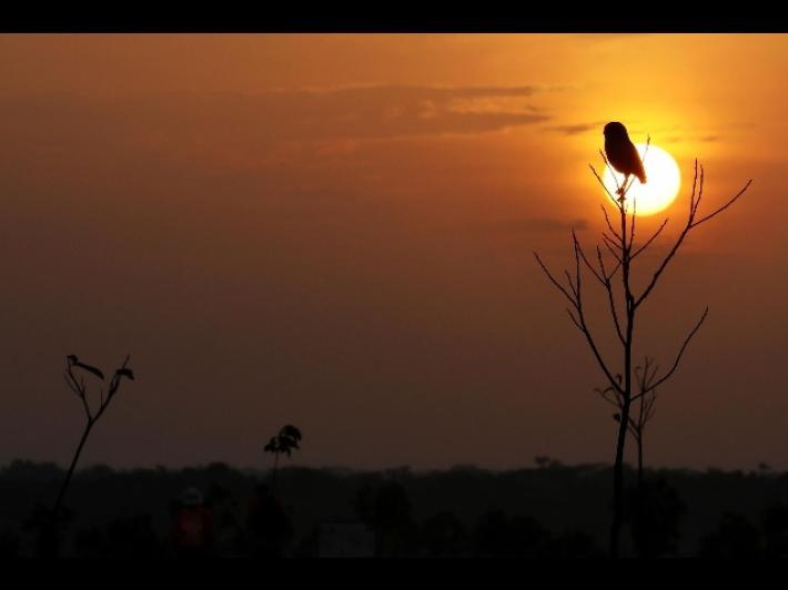 E' morto Barry, gufo-star di Central Park