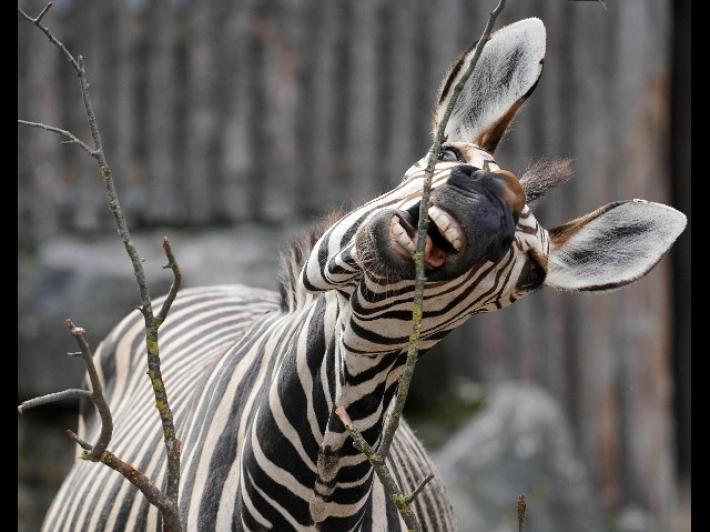 Per la morte di Achille, la zebra in fuga a Reggio, un'altra denuncia degli animalisti