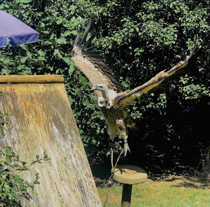 Il falconiere Cavozza tenta di recuperare il suo avvoltoio ma cadono dal tetto: fratture per entrambi