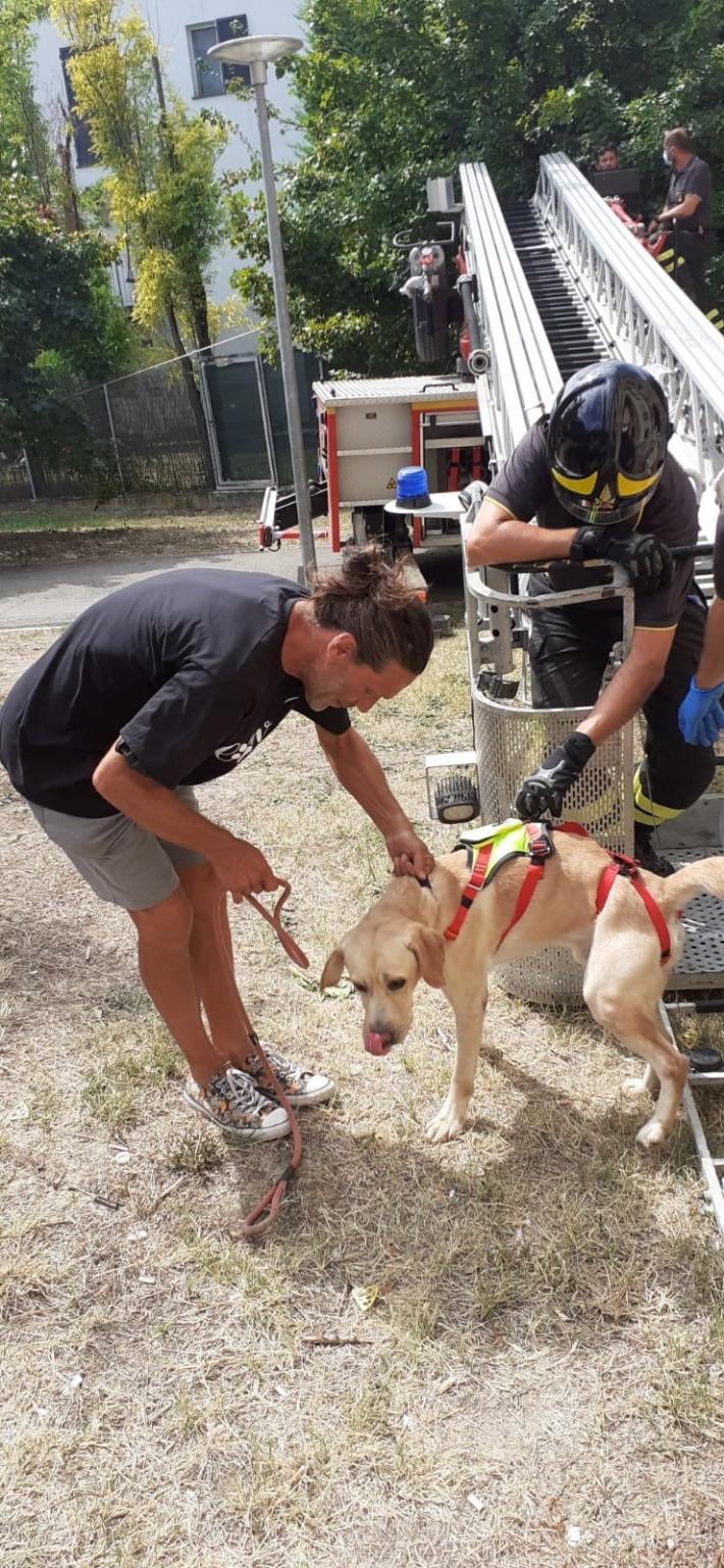 Due Labrador chiusi in casa da oltre 10 giorni senza cibo n&eacute; acqua