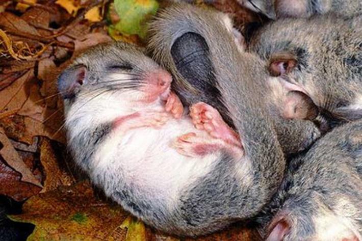 Le soluzioni &laquo;dolci&raquo; per tenere i ghiri lontani dalle case che restano chiuse