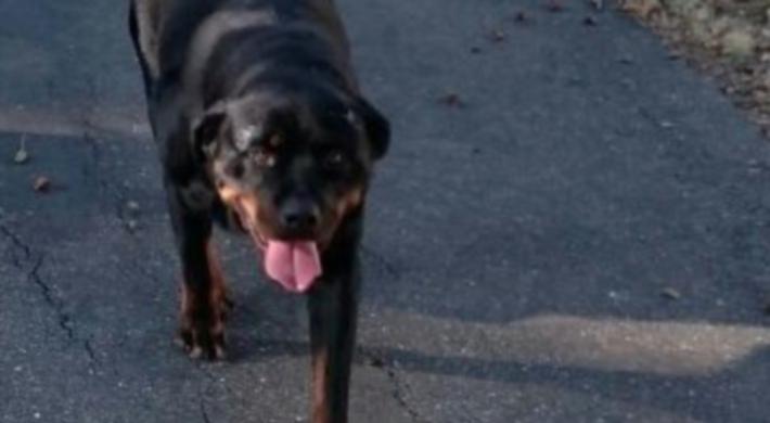 Bimba di 2 anni aggredita da rottweiler, &egrave; in prognosi riservata 
