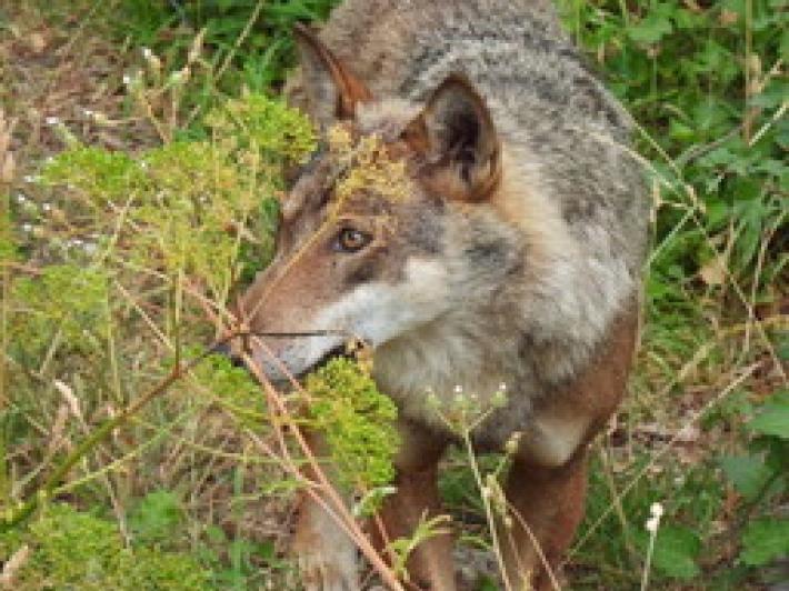 Il lupo e l&rsquo;uomo: alla ricerca di una convivenza possibile