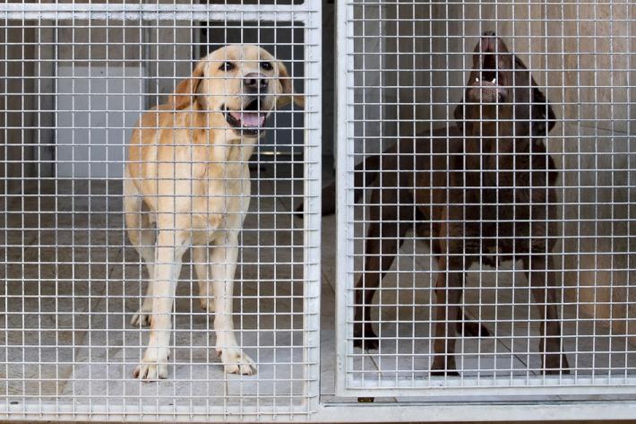 Labrador chiusi in casa per 10 giorni: trovata la proprietaria e denunciata