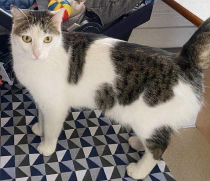 Lily &egrave;  scomparsa, chi la ritrova?