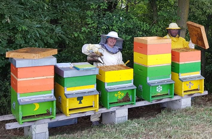 AleLeo "Una lezione continua dalla saggezza delle nostre api"