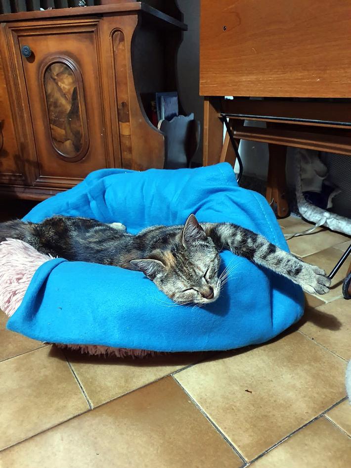 Il mistero dei gatti di casa spariti nel nulla:  50 da fine maggio