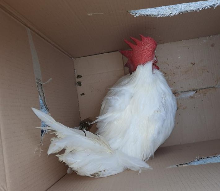 Gallo con le zampe legate chiuso in una scatola e gettato in discarica