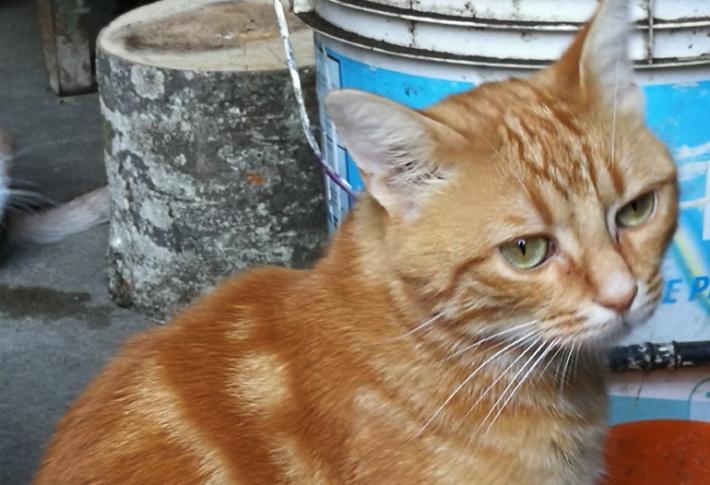 Gatti scomparsi, la sindaca: &laquo;Teniamo gli occhi aperti&raquo;. Oggi collegamento con Barbara D'Urso