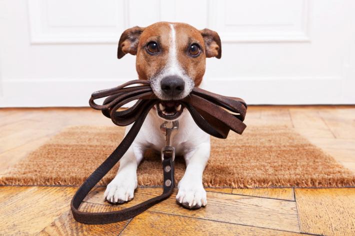 Ferite e abrasioni  alle zampe del cane Come curarle e come evitare infezioni