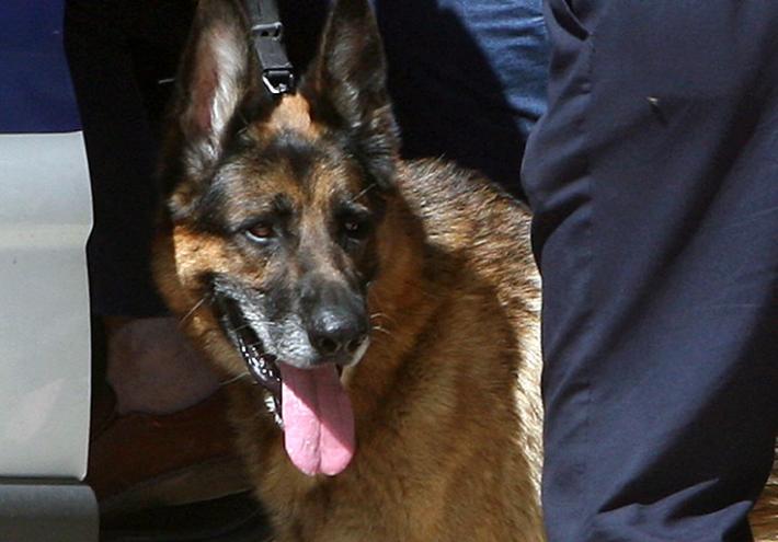 Cane azzanna un bimbo (e la nonna scrive al sindaco)