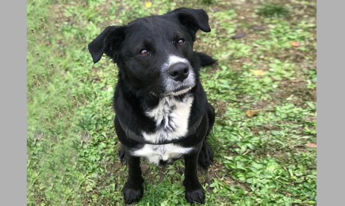 Contro le pericolose esche topicide serve la museruola a cestello