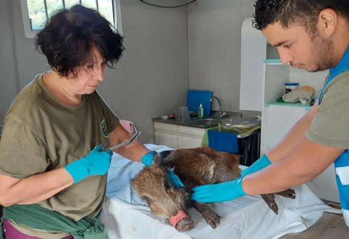 Cinghiale infila il muso in un tubo di plastica: salvato in extremis