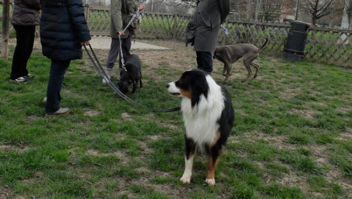 Parco Ducale, in 100 al sindaco: "Una nuova ed adeguata area cani aiuterebbe anche il contrasto allo spaccio"