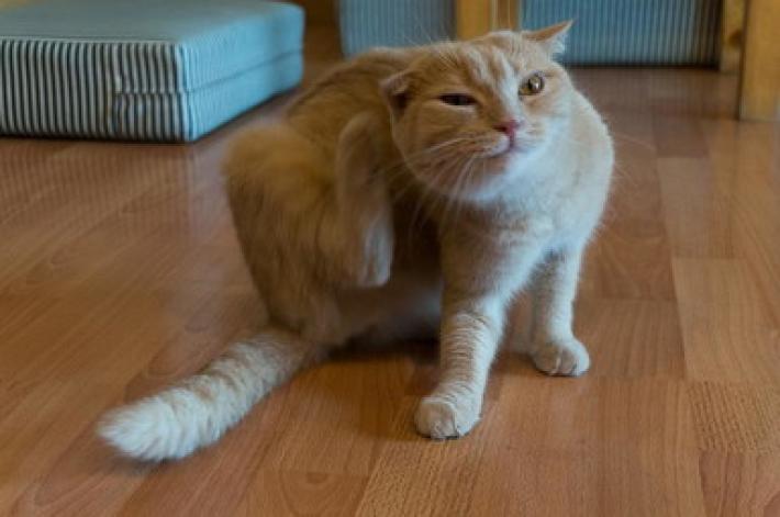  Il gatto si gratta le orecchie? Attenzione all'otite, ecco cosa fare