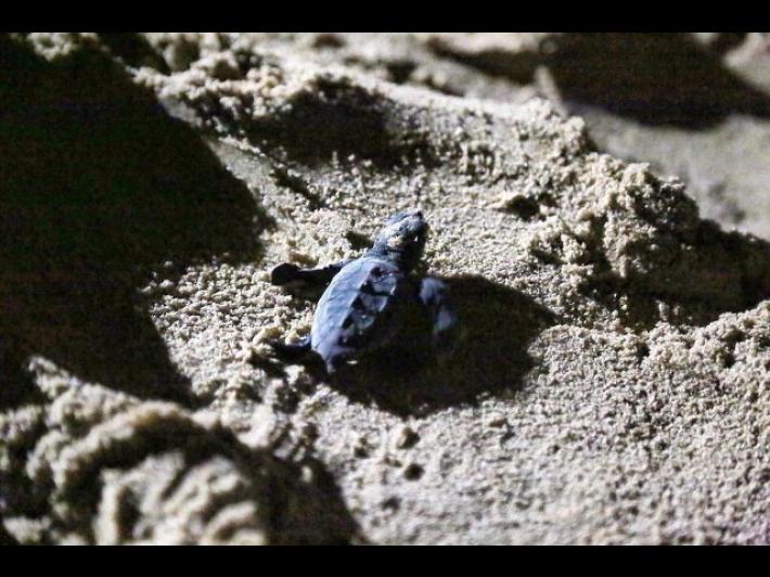 Si sono schiuse le uova di tartaruga marina deposte sulla spiaggia di Milano Marittima. E' la prima volta nella nostra reguione