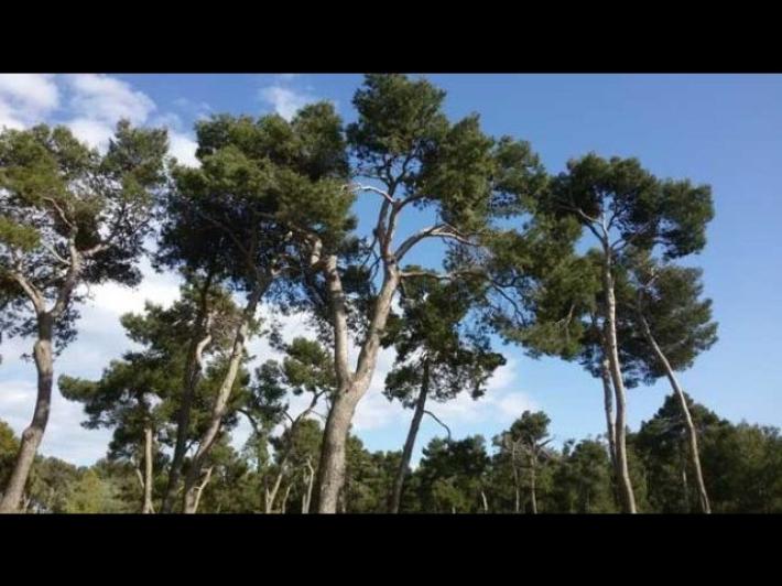 Prete compra coca in pineta: test negativo, resta in parrocchia