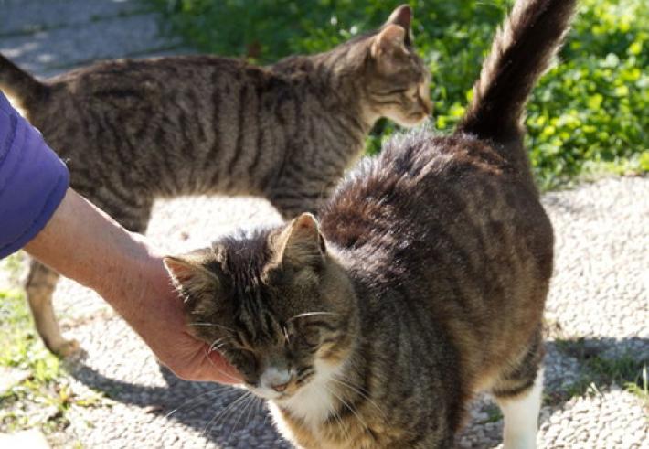 I gatti sono stati addomesticati 10 mila anni fa in Mesopotamia