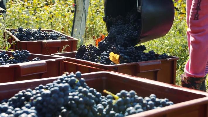 Agricoltura bio e agroecologia: approvato  il Protocollo d&rsquo;Intesa per la realizzazione del &ldquo;Biodistretto di Parma&rdquo;