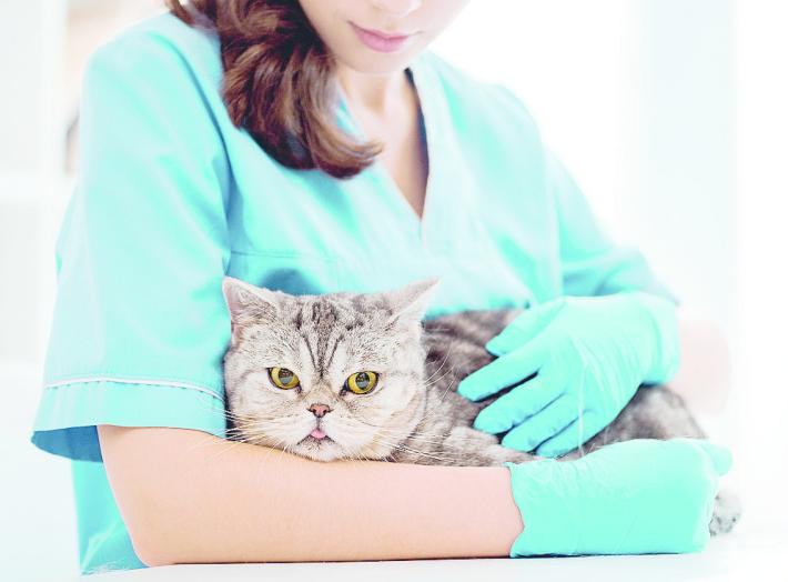 I veterinari: &laquo;Ridurre l'Iva sulle cure agli animali e adeguarsi alle norme europee sui farmaci&raquo;