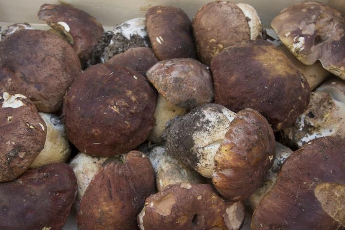 Spuntano i porcini. E le polemiche