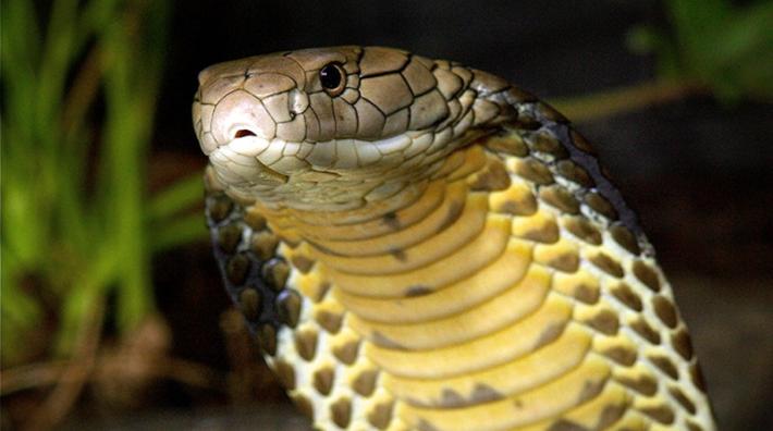 Uccise la moglie con un cobra, condannato all'ergastolo