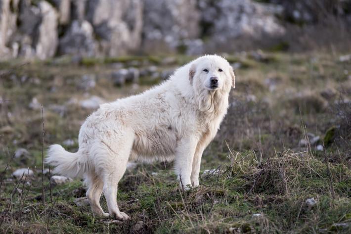Azzannato pi&ugrave; volte da un cane durante una passeggiata: paura per un 48enne