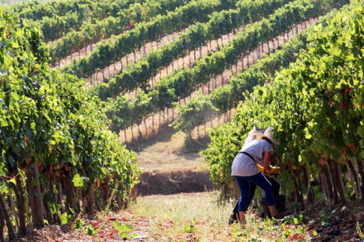 Vendemmia 2021: i commenti, da Monte delle Vigne a Cunial 