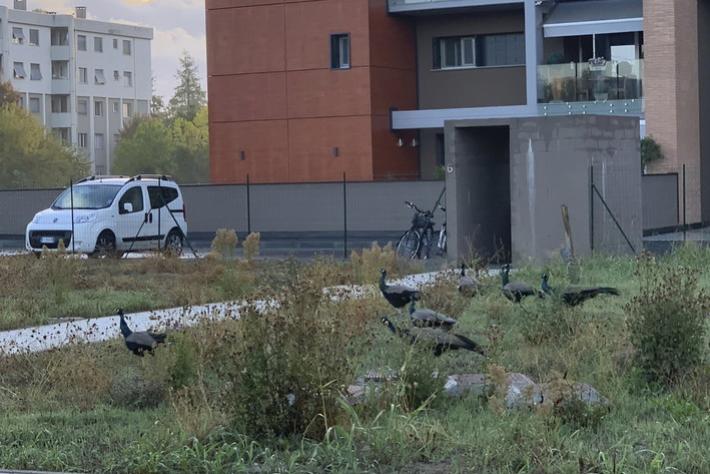 &laquo;Siamo assediati dai pavoni&raquo;. In una notte devastata una villetta in costruzione