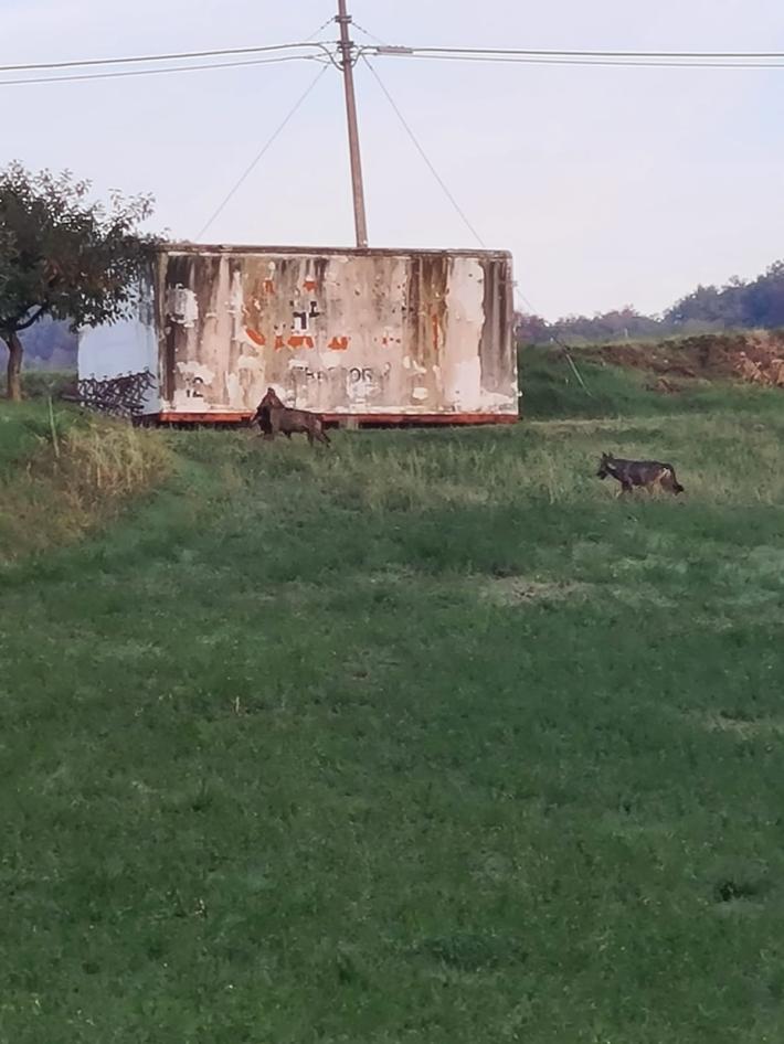 Fotografati due lupi, uno aveva in bocca un cagnolino