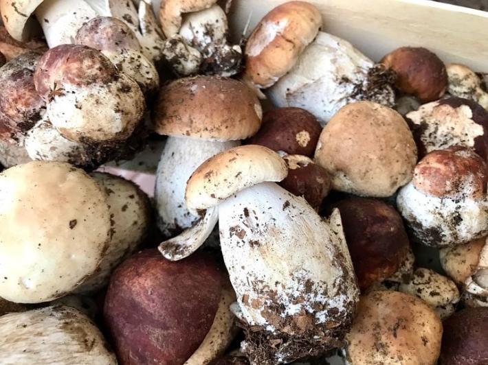 Come erano i porcini di quest'anno? Concordi tutti gli esperti: &laquo;Ottimi ma pochissimi&raquo;