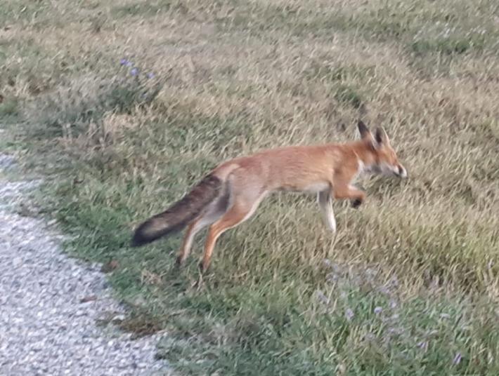 Travolta da un'auto la volpe amica di tutti