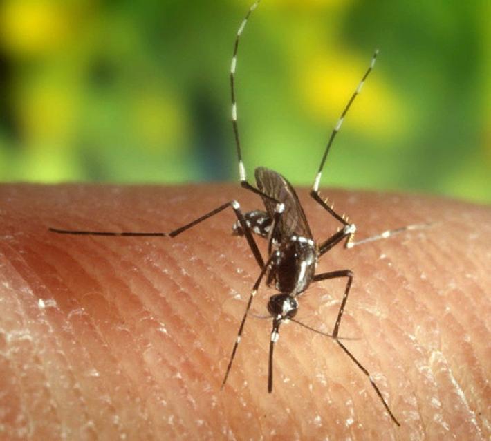 Due morti per punture di insetti in 48 ore in Lombardia