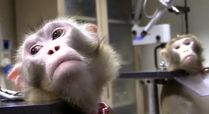 Ok dal Tar alla Lav per avere gli atti sulla sperimentazione dei macachi