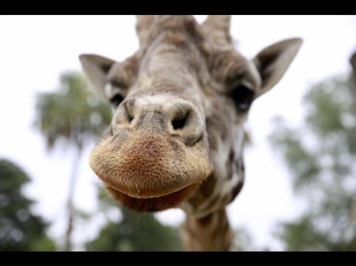 E' morta Jimmie, la giraffa pi&ugrave; vecchia del mondo