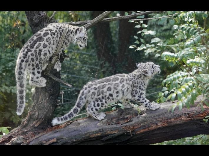 Tre leopardi delle nevi muoiono di Covid in zoo Nebraska