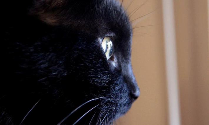 Criptococcosi, un'infezione rara ma pericolosa. Attenti ai piccioni