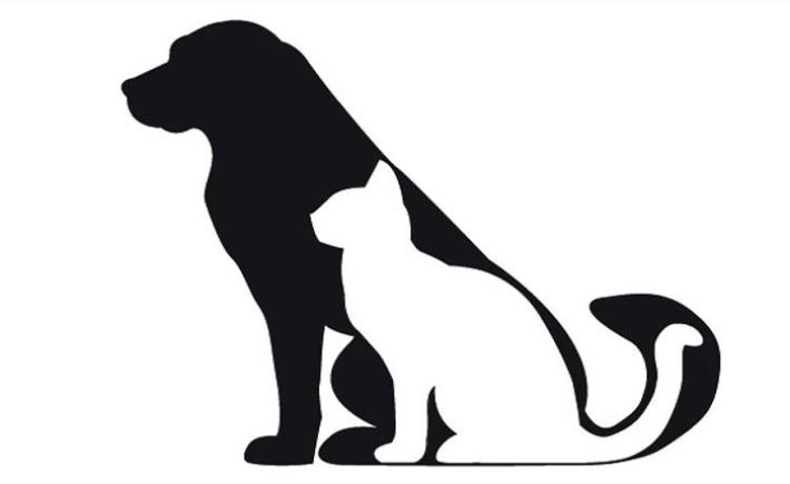 Cosa fare quando muore il tuo animale domestico