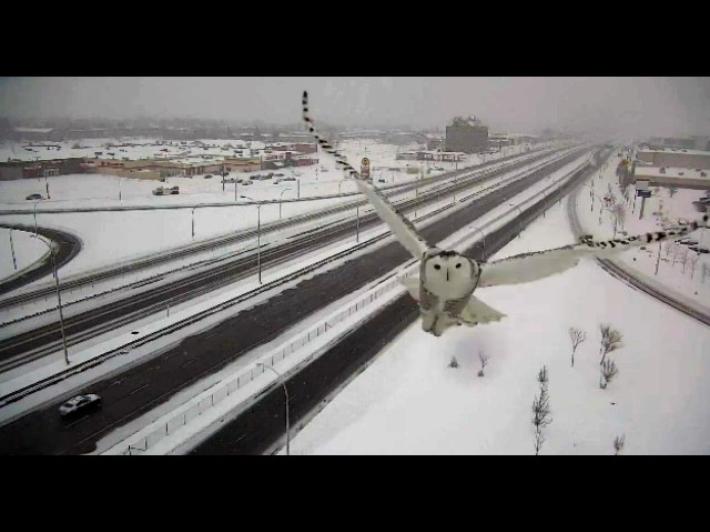 Stupore in Spagna, avvistato il gufo delle nevi di Harry Potter