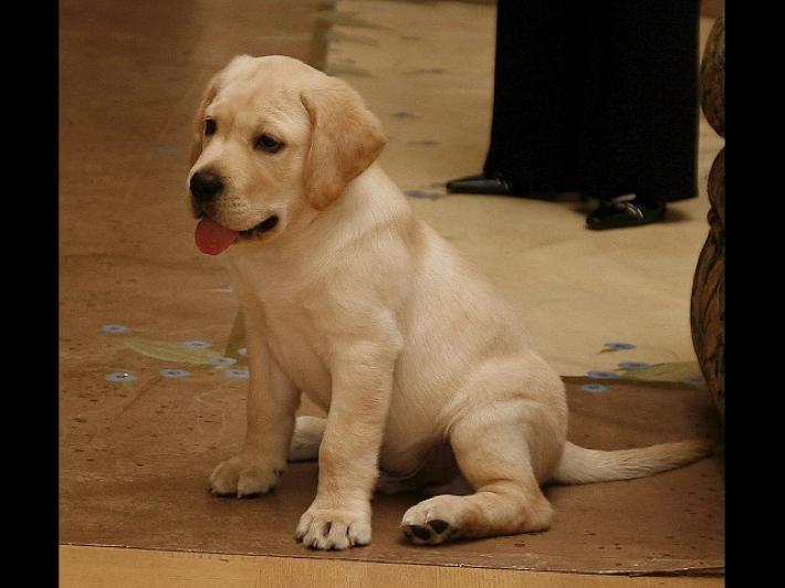 Francia vieta la vendita dei cuccioli di cani e gatti nei negozi