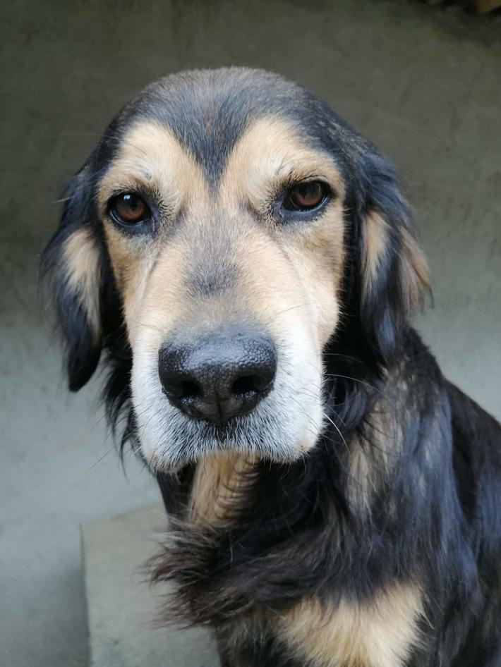 La campagna #adottaunnonno. Lndc: "Adottate, comprate!"