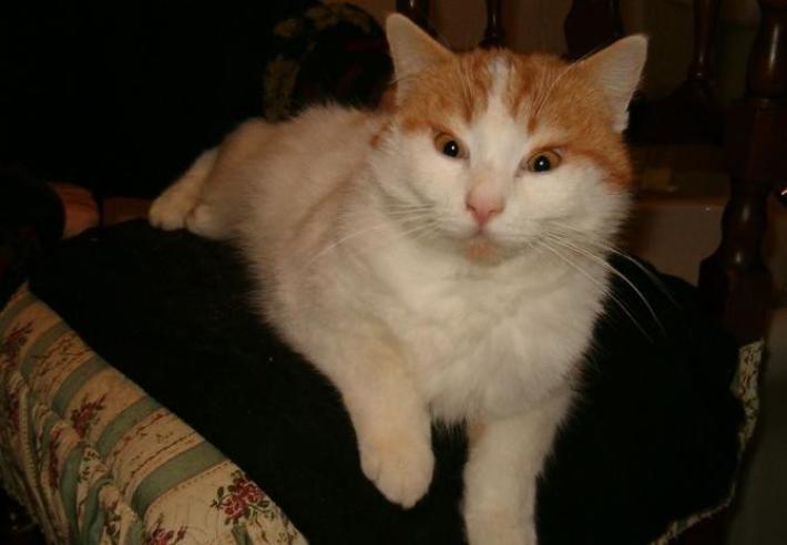 Stipsi, un fenomeno molto comune tra i gatti ma &egrave; meglio indagare subito