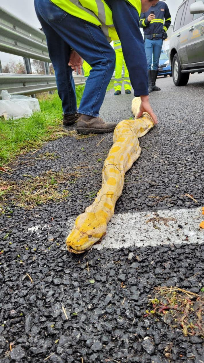 A1: un pitone albino di oltre 4 metri in una piazzola di sosta a Fiorenzuola