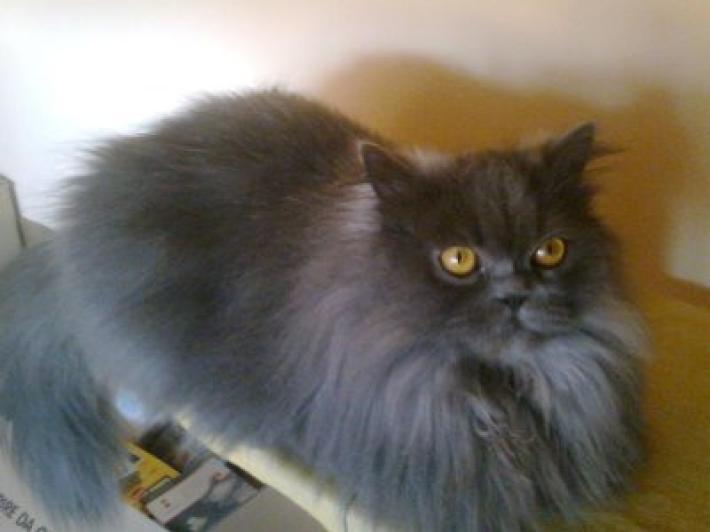 Smarrito Romeo: &egrave; sceso dall'auto al casello autostradale