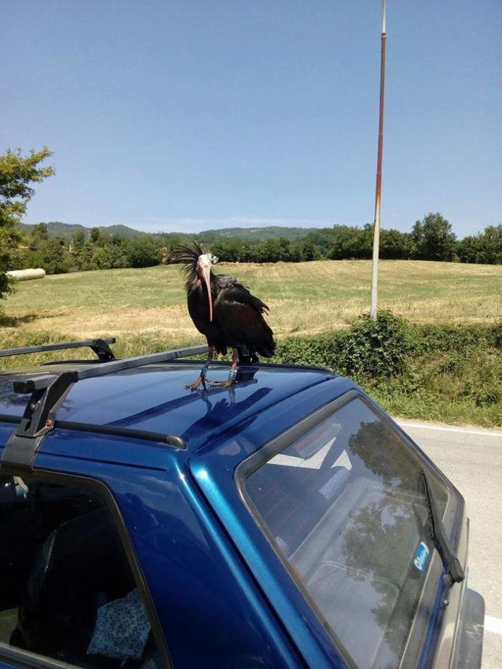 L'Ibis eremita torna a mettersi in posa... dal fornaio Foto