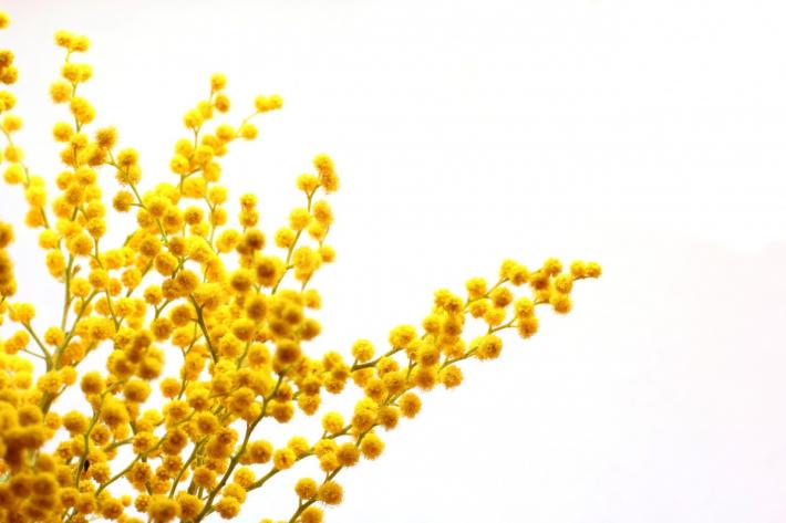 Coldiretti: Il caldo fa sbocciare le mimose due mesi prima