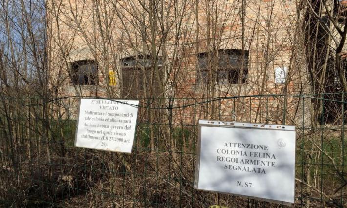 Strage di gatti a Casaltone