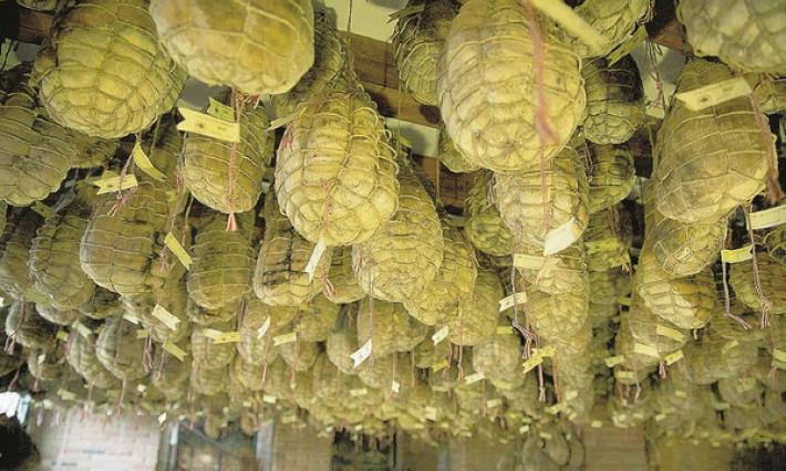 A Zibello   torna in scena il culatello 