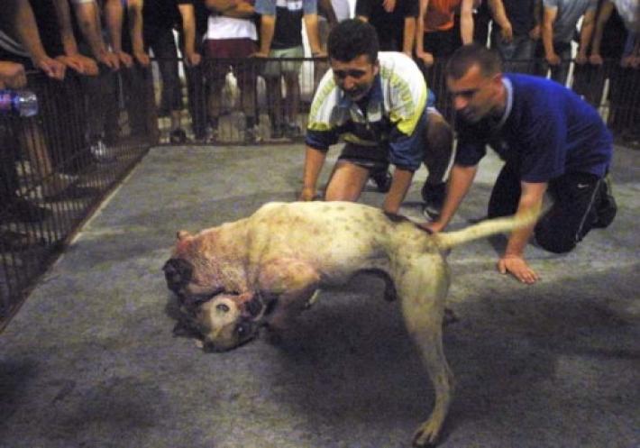 Combattimenti cani e scommesse: dalla Puglia in Sicilia